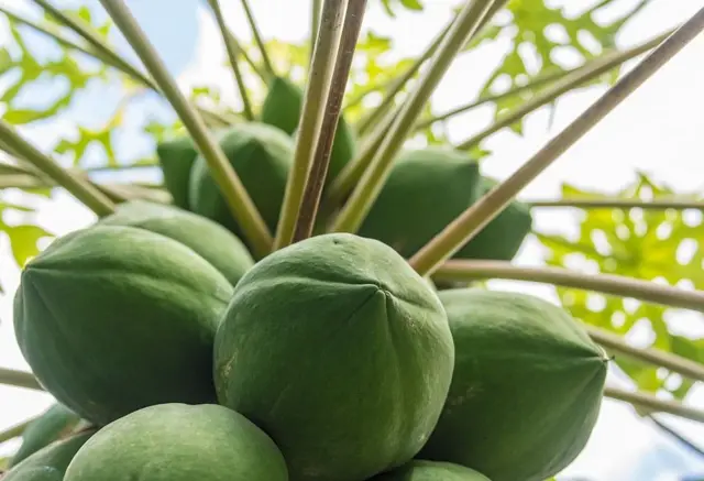 Le papayer avec ses fruits verts 