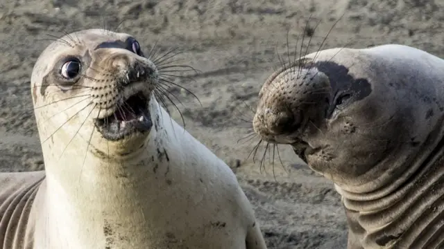 ኣይትብለንን!