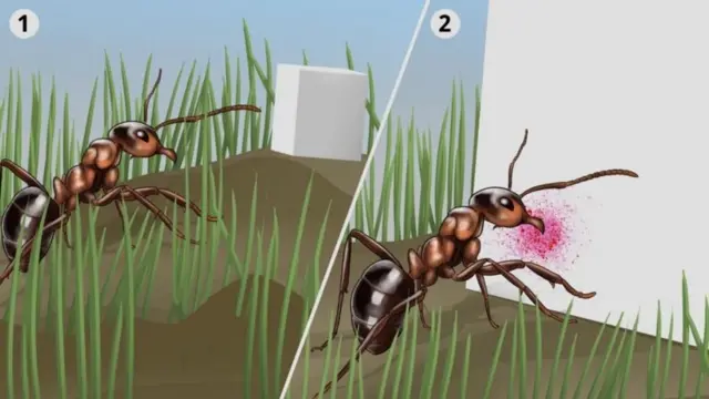 ছবির সাহায্যে বোঝানো হয়েছে কীভাবে খাবারের খোঁজ পায় পিঁপড়েরা