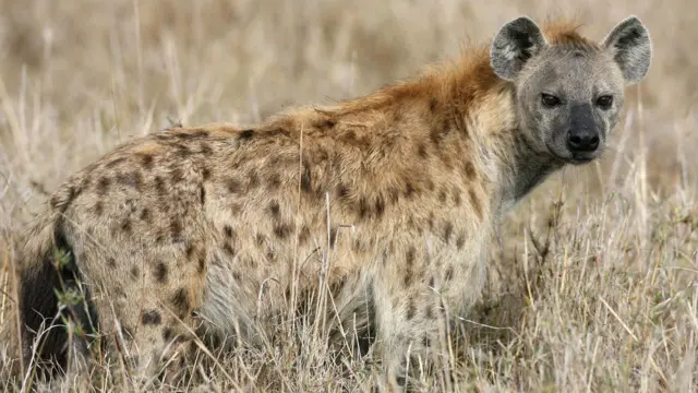 Waraabeessi miidhaa qaqabsiisaa jira