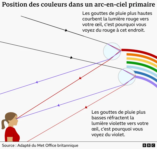 Un graphique montrant la position des couleurs dans un arc-en-ciel primaire : le rouge apparaît aux gouttes de pluie les plus hautes et le violet aux gouttes de pluie les plus basses, tandis que l'orange, le jaune, le vert, le bleu et l'indigo apparaissent entre les deux. 