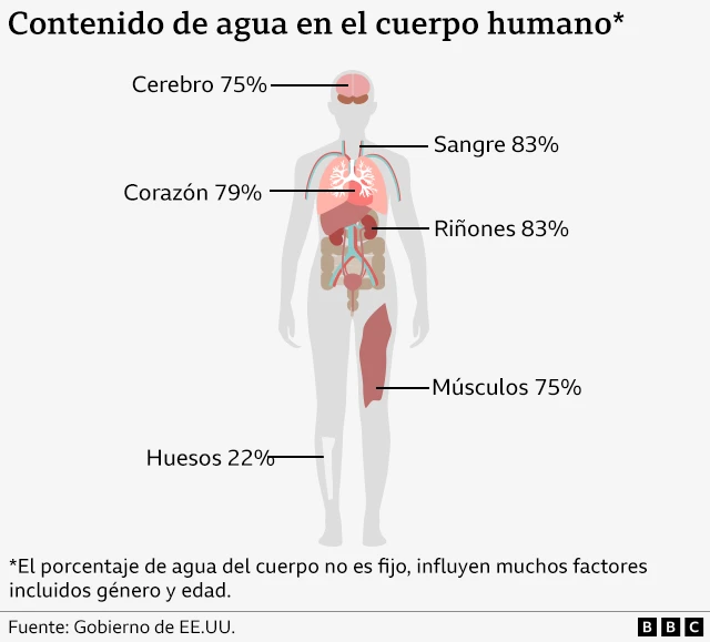Ilustración que muestra el contenido de agua de diferentes partes del cuerpo.