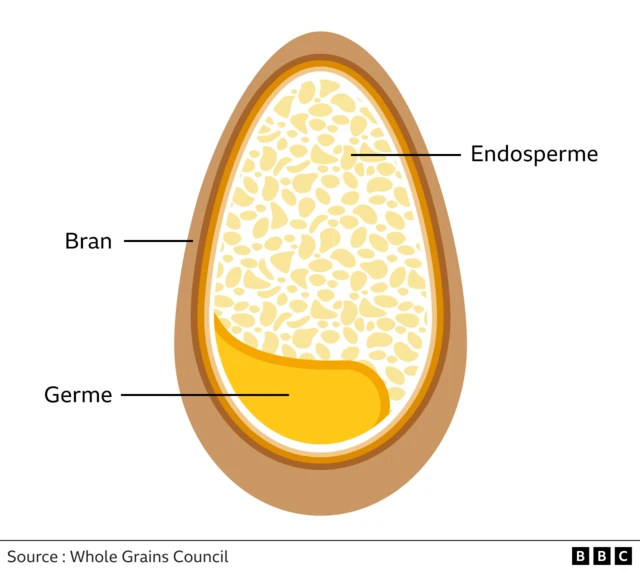 Le pain complet est fabriqué à partir de farine moulue à partir du grain entier. Le pain blanc n'utilise que l'endosperme