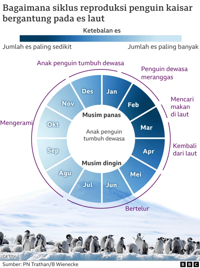 Siklus kembang biak penguin emperor