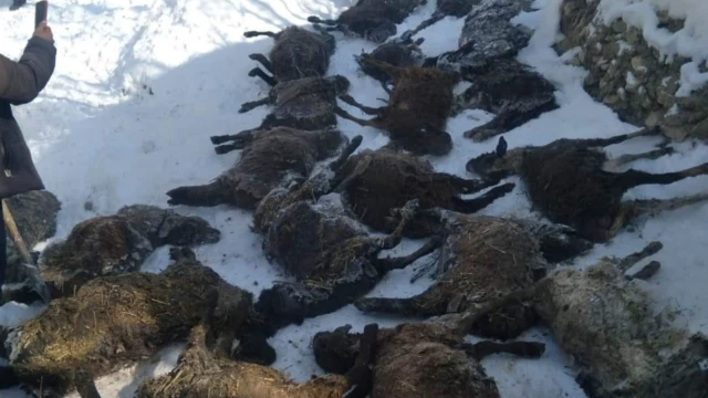 تصاویر از ولایت سرپل حاکی از تلف شدن مواشی در اثر سرمای شدید بوده است