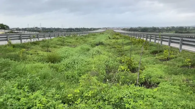 समृद्धी महामार्गावर मधोमध मोठ्या प्रमाणावर रोपटे लावल्याचं दिसून येतं. 