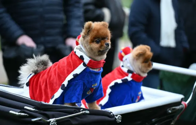 Собаки теж чекають на членів королівської родини