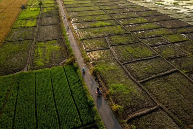 Sawah di Cirebon