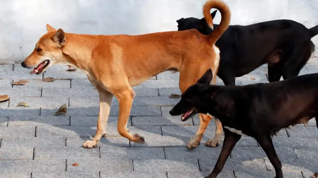 ஆடு, மாடுகளை குறிவைத்து கடிக்கும் தெருநாய்கள் – அரசிடம் கொந்தளிக்கும் கால்நடை விவசாயிகள்