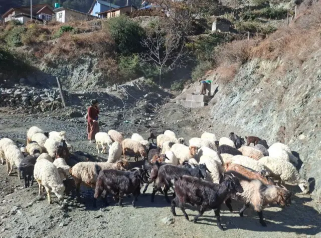 भेडा चराउँदै गरेकी एक महिला 