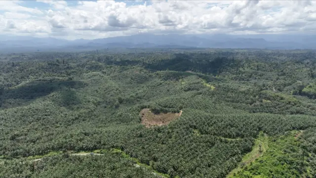 Gambar udara lahan sawit di wilayah Bakiriang.