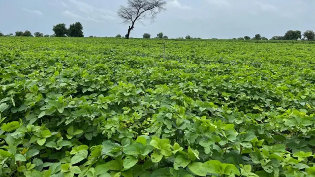 पुढच्या 2 महिन्यात यंदा लागवड केलेली सोयाबीन काढायला येईल, असं प्रदीप सांगतो.