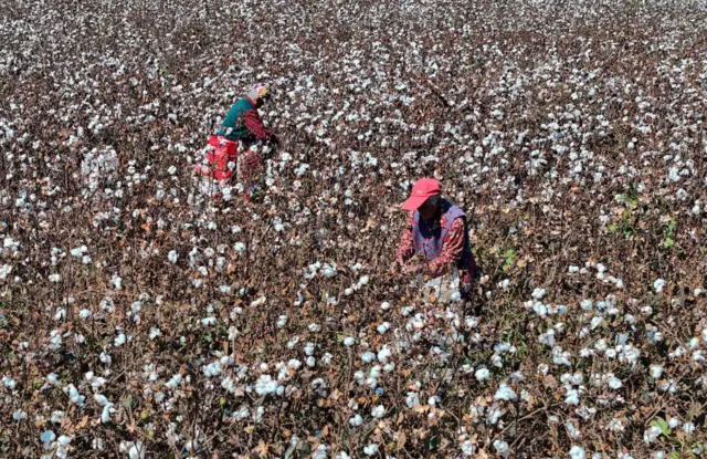 Productores de algodón en China