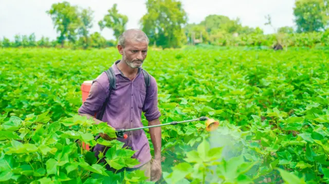 ਨਰਮੇ ਦੀ ਫ਼ਸਲ ’ਤੇ ਕੀਟਨਾਸ਼ਕ ਦਾ ਛਿੜਕਾਅ ਕਰਦਾ ਹੋਇਆ ਕਿਸਾਨ