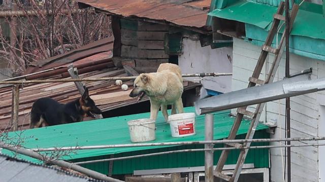 Собаки в зоне затопления в Оренбурге