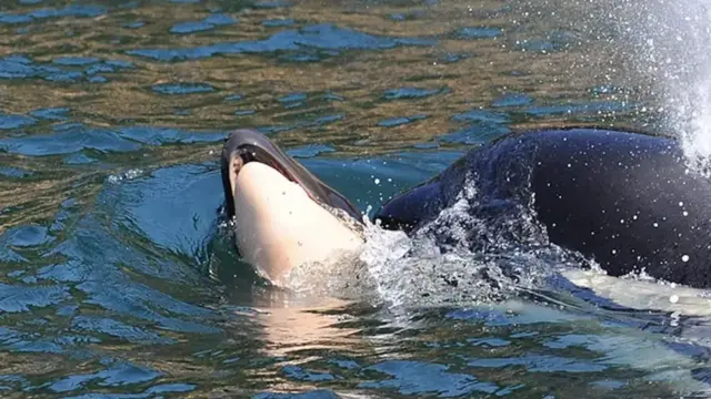 Whale J35 (Tahlequah) ölü yavrusunu 17 gün boyunca taşırken görüldü