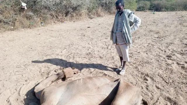 Horsiisee bulaa gaalli jalaa du'e