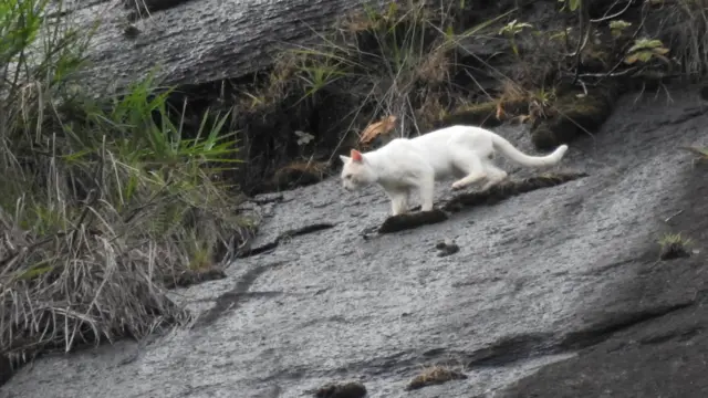 Gato branco