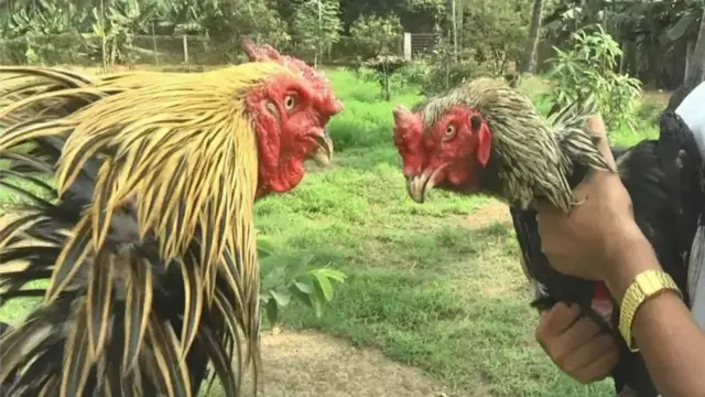 పందెం కోళ్లు