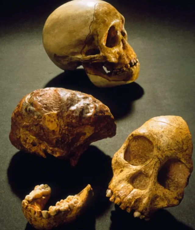 दातांची ठेवण, भुवयांचा स्पष्टपणे दिसणारा आकार, कपाळ आणि जबड्याचे स्वरूप, मेंदूचा आकार इत्यादी गोष्टींमुळं खात्री पटली की हा अवेशष किंवा जीवाश्म हे माकडापेक्षा मानवाच्या जवळ जाणारा आहे.