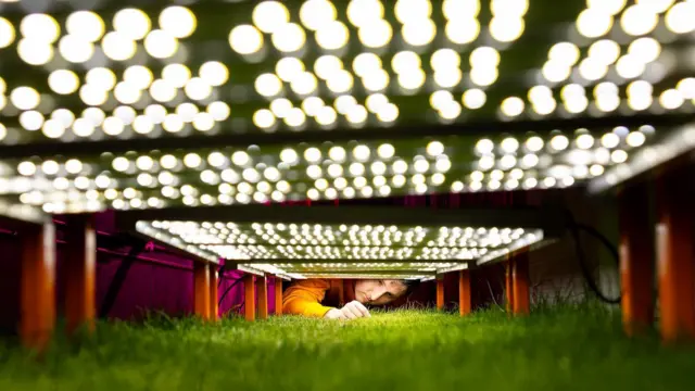 LED ışıklar altında büyütülen çimleri inceleyen bir araştırmacı.