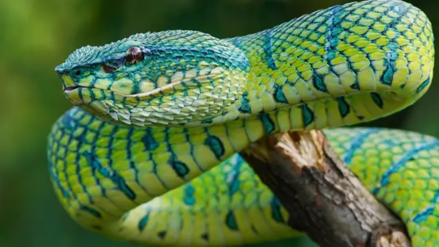 বিষধর হলেও বাংলাদেশে এখন পর্যন্ত পিট ভাইপারের কামড়ে মৃত্যুর ঘটনা শোনা যায়নি