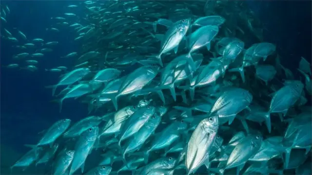 मोठ्या डोळ्याचे मासे