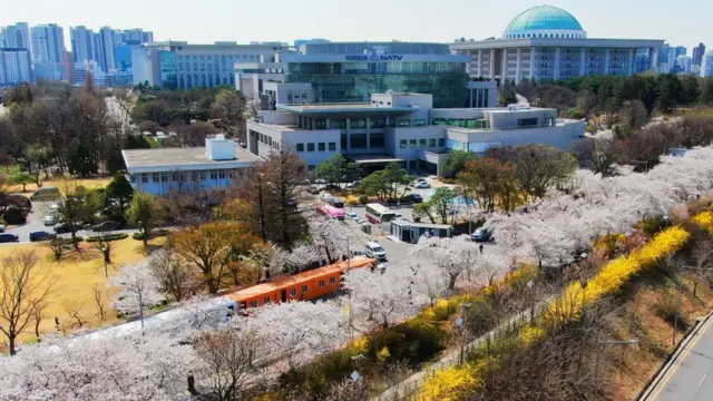 여의도의 벚꽃이 만개했다