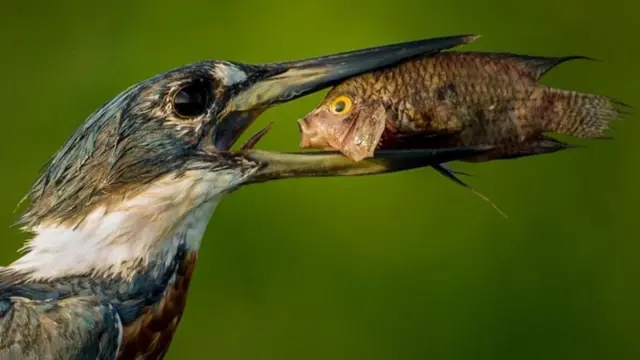 Qurxummii afaan simbiraa keessaa