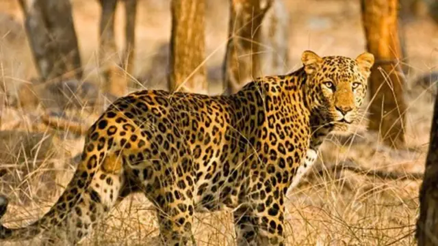 बिबट्या