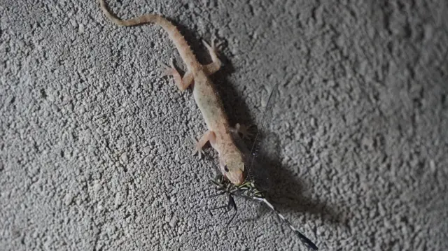 நம் வீட்டில் பல்லிகளே இல்லாமல் போனால் என்ன ஆகும்?