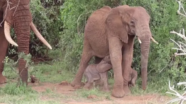 የዝሆን የእርግዝና ጊዜ ለ22 ወራት ይዘልቃል።