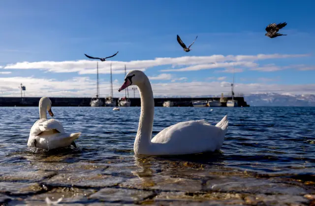 охрид, охридско језеро, лабуд на обали охридског језера