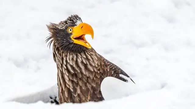 నికాన్ వైల్డ్ లైఫ్ అవార్డ్స్