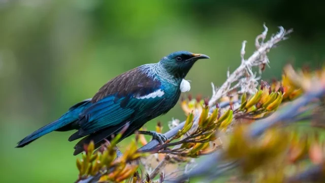 Tui bird
