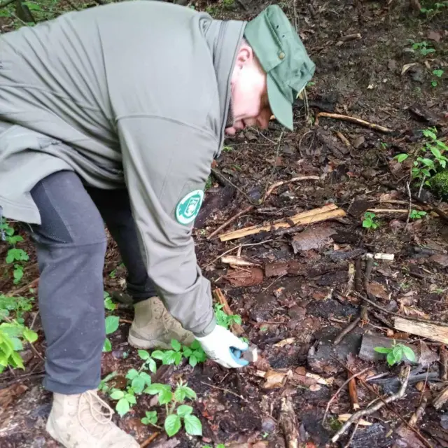Працівник Карпатського біосферного заповідника під час розкладання вакцин проти сказу