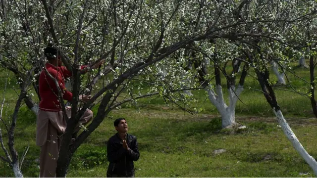 पाकिस्तान