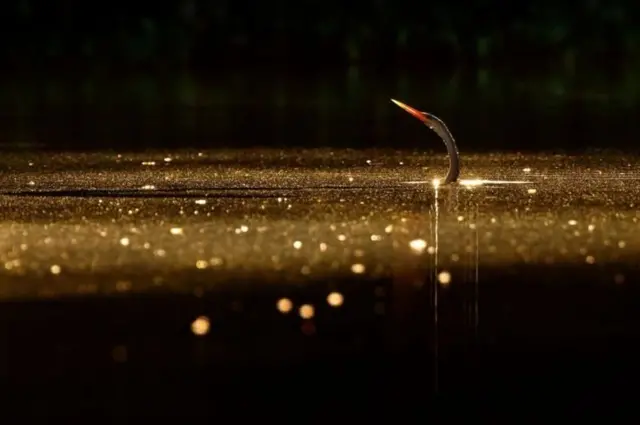 นกอ้ายงั่ว หรือ นกคองู