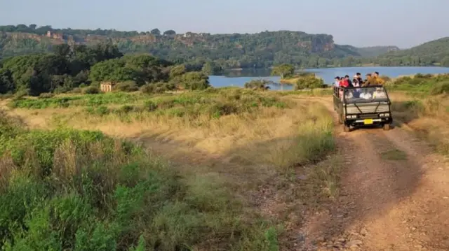 वाघांच्या संख्येची नोंद ठेवण्यासाठी वन विभाग तीन पद्धती वापरतं. 