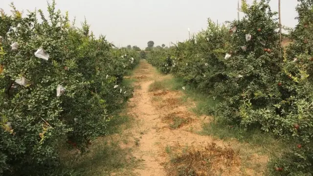 దానిమ్మ తోట