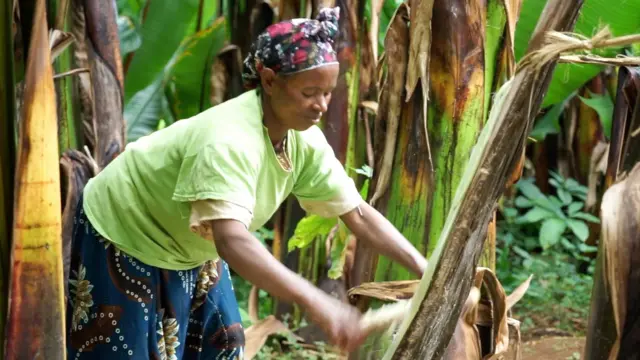 ድሙቕ ቀጠልያ ማልያን ሰማያዊ ቅርጺ ዘለዎ ክዳን ዝለበሰት ኢትዮጵያዊት፡ ኣብ ቅድሚ ተኽልታት እንሰት ደው ኢላ፡ መሳርሒ ኢድ ተጠቒማ ንገለ ክፋል ናይቲ ተኽሊ ክትፉሑቕ ከላ