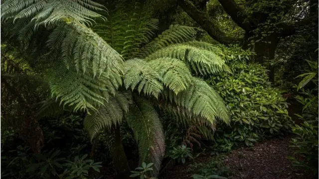 Dicksonia antarctica ferns growing