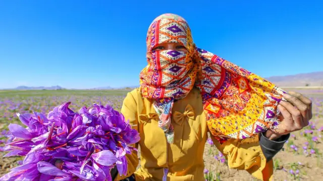  مناطق شرق ایران مناطق کشت زعفران است 