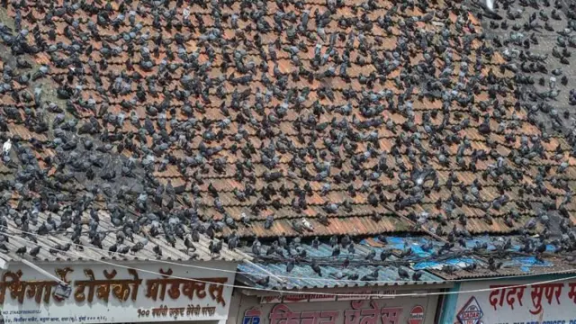 ਕਬੂਤਰਖਾਨਾ