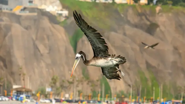 Pelicano peruano (Pelecanus thagus) na costa do Peru