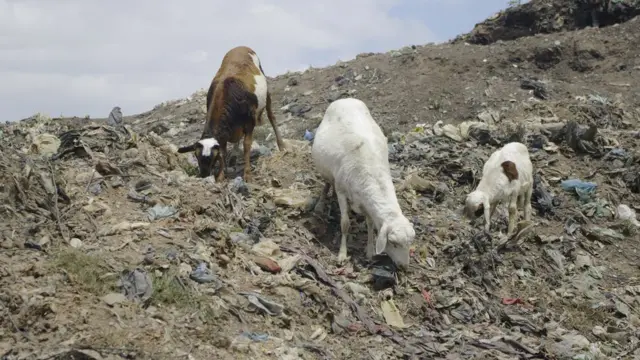 Des animaux viennent paître sur la décharge d'Andralanitra.
