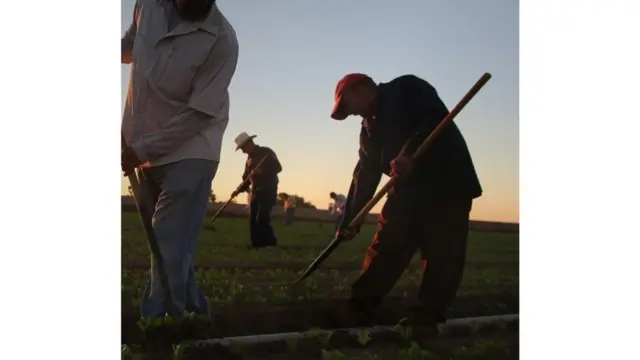 لماذا يتناقص عدد المزارعين حول العالم؟