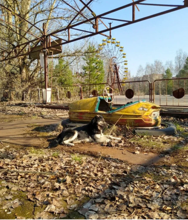 Cãojogo de aposta slotChernobyl