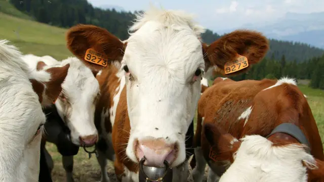 गुराढोरांपासून ते आपल्या घरी येणाऱ्या पार्सलपर्यंत प्रत्येक गोष्टीचा माग ठेवण्यासाठी बारकोड्सचा वापर केला जातो.