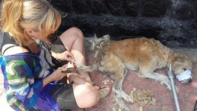 কুকুরটিকে পরিষ্কার করার কাজ চলছে